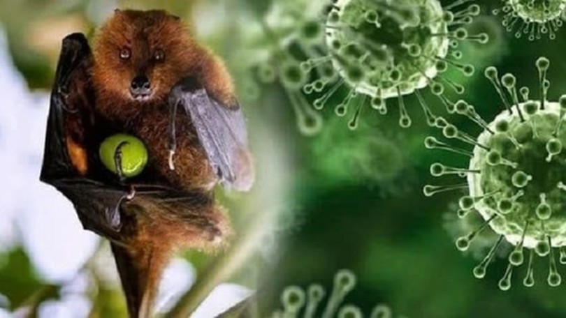 Châu Á chủ động phòng ngừa virus Nipah