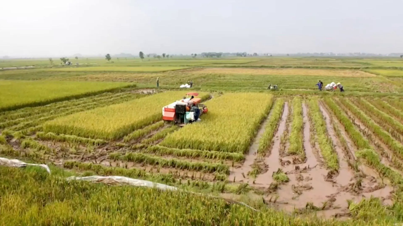 Thủ tục gia hạn miễn thuế đất nông nghiệp