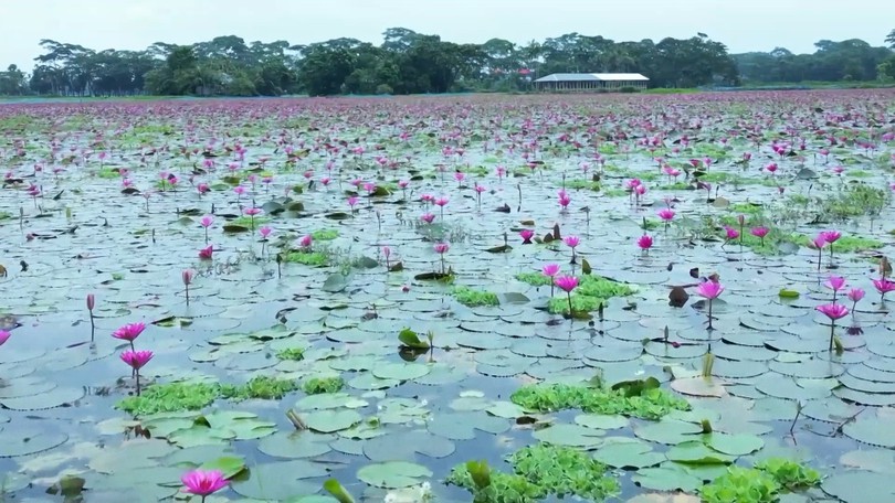 Bangladesh: Hoa súng nhuộm hồng đầm lầy
