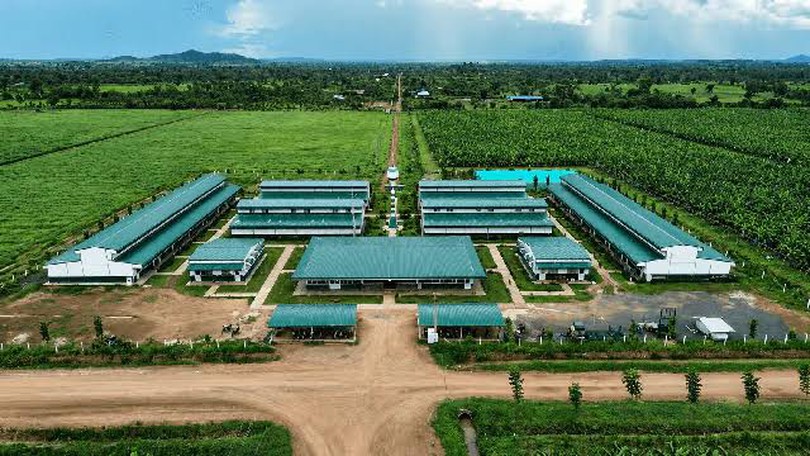 Thaco Agri bị phạt 92,5 triệu đồng do công bố thông tin chậm