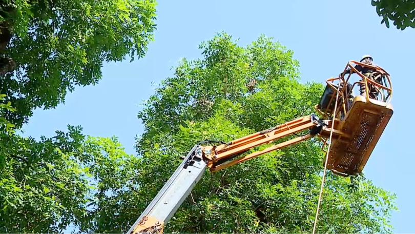 Quản lý cây xanh đô thị: Hướng tới hình thành hệ sinh thái xanh