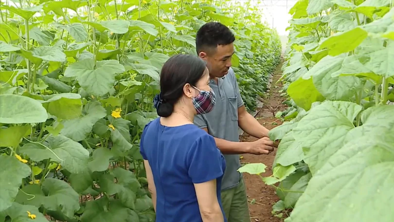 Hà Nội phấn đấu thành lập mới từ 150 hợp tác xã năm 2027