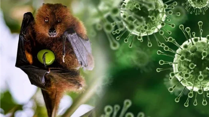 Hà Nội chủ động phòng, chống bệnh do virus Nipah