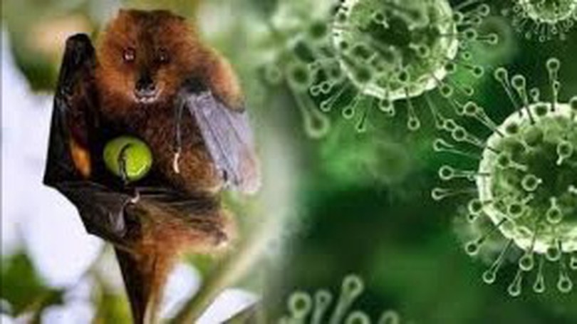 Ấn Độ ghi nhận ca tử vong do virus Nipah