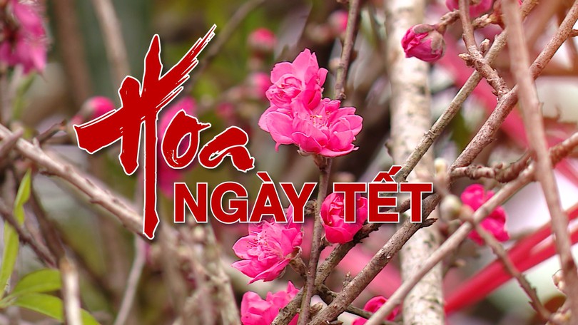 Hoa ngày Tết