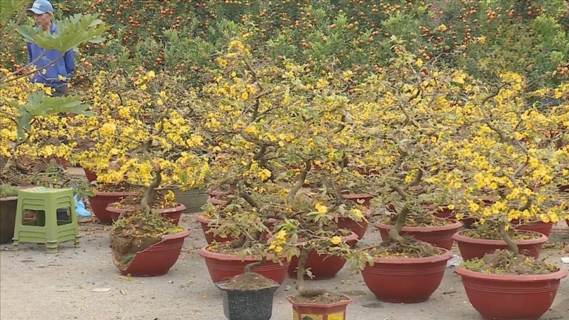 Thuê hoa Tết bùng nổ: Sở hữu không còn là ưu tiên