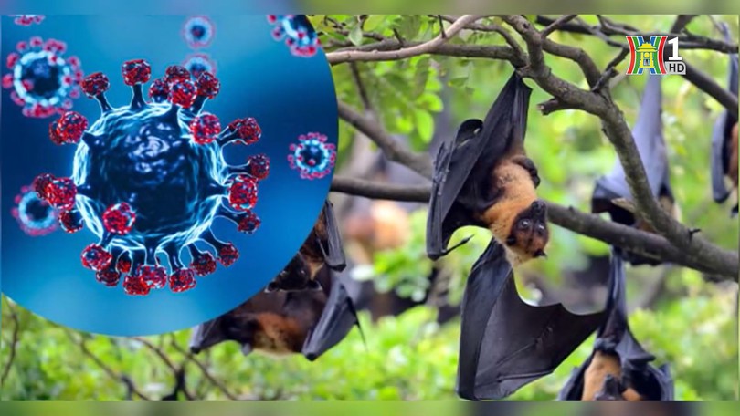 Không chủ quan cũng không hoang mang về virus Nipah | Sức khỏe cộng đồng  | 07/02/2026