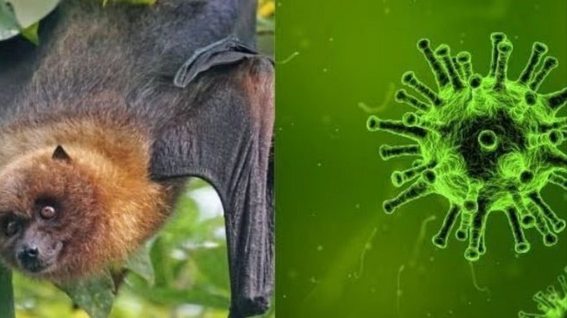 WHO xác nhận ca tử vong do virus Nipah ở Bangladesh