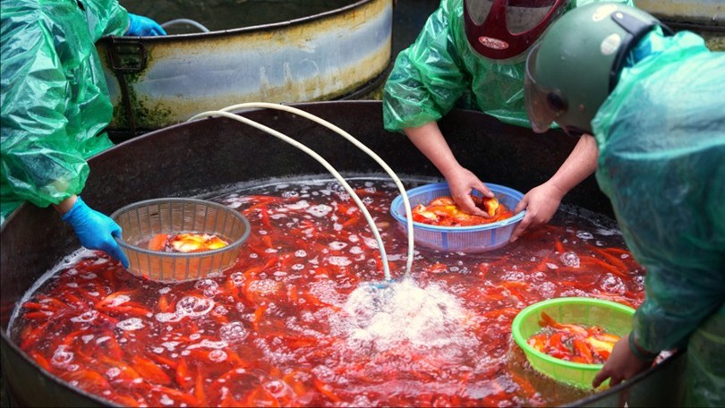 Chợ cá Yên Sở hối hả trước ngày ông Công ông Táo