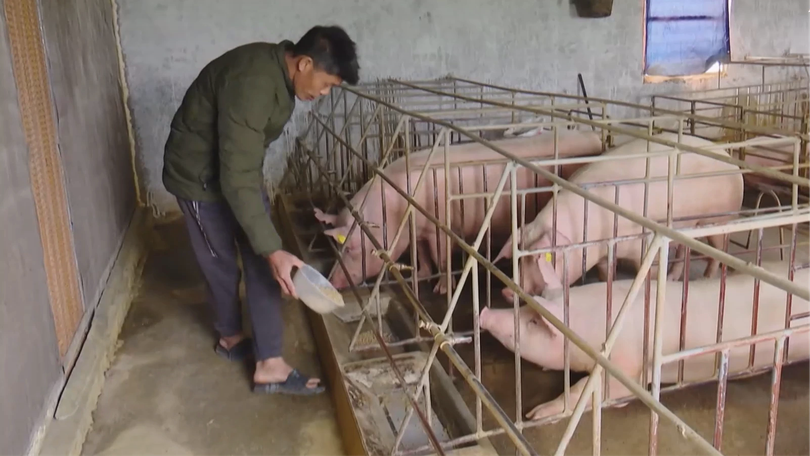 Giá lợn hơi trong nước hạ nhiệt