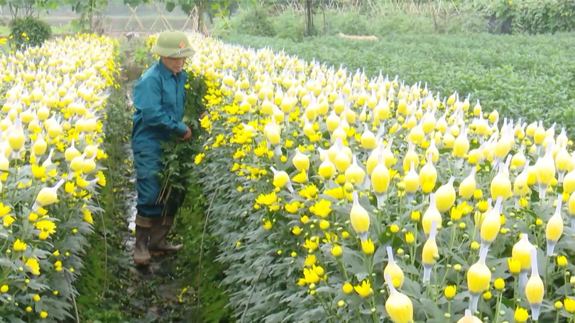 Hợp tác xã thúc đẩy nông nghiệp xã Quang Minh phát triển | Nông nghiệp nông thôn | 05/3/2026