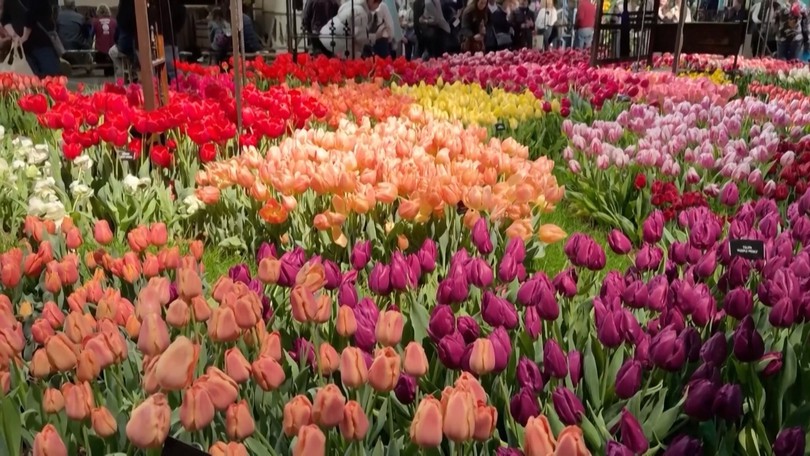 Triển lãm hoa lớn nhất thế giới tỏa sáng tại Philadelphia