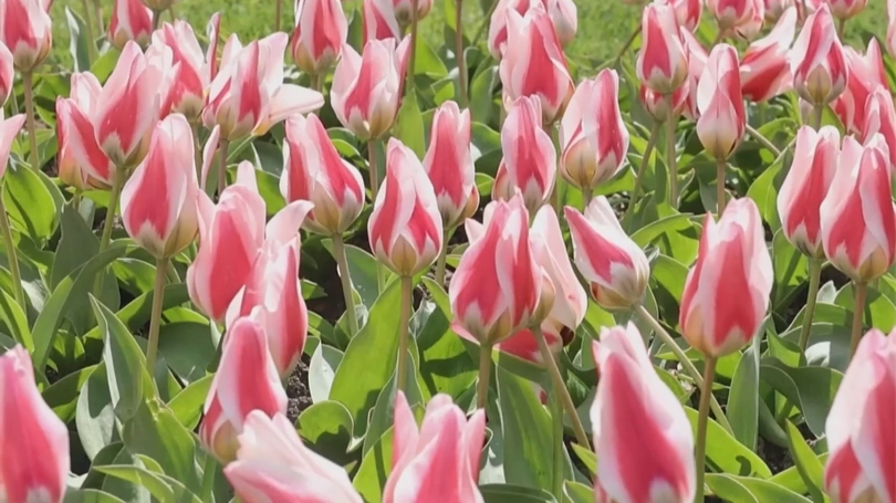 Rực rỡ Lễ hội hoa Tulip tại Geneva, Thụy Sĩ