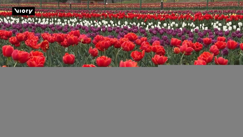 Vườn Tulip lớn nhất châu Á rực rỡ đón mùa xuân