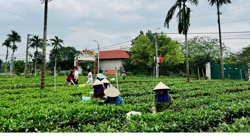 Đảm bảo đời sống người dân Suối Hai bằng cây chè ba trại