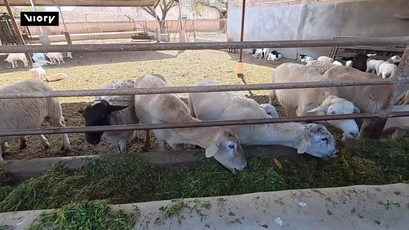 Mexico: Xương rồng làm thức ăn cho chăn nuôi