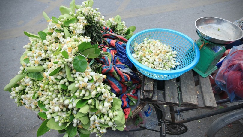 Nồng nàn hương bưởi tinh khôi