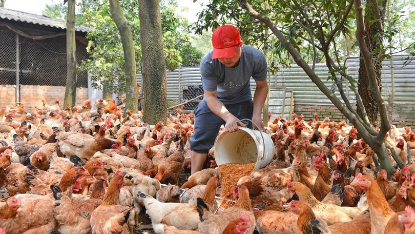 Hà Nội tăng tốc thực hiện giải pháp tăng trường nông nghiệp