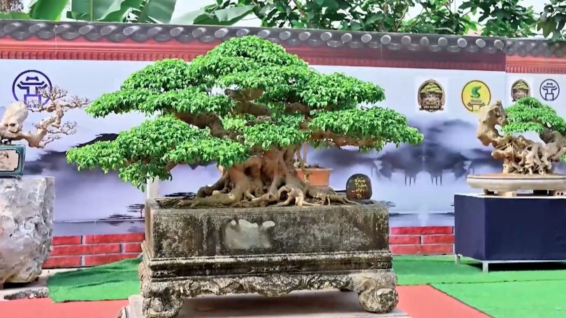 Chiêm ngưỡng những cây cảnh độc đáo tại Hà Nội