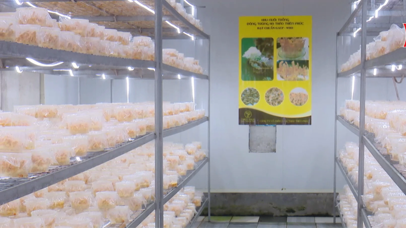 Phát triển mô hình nông nghiệp hiệu quả cao | Nông nghiệp nông thôn | 02/04/2026