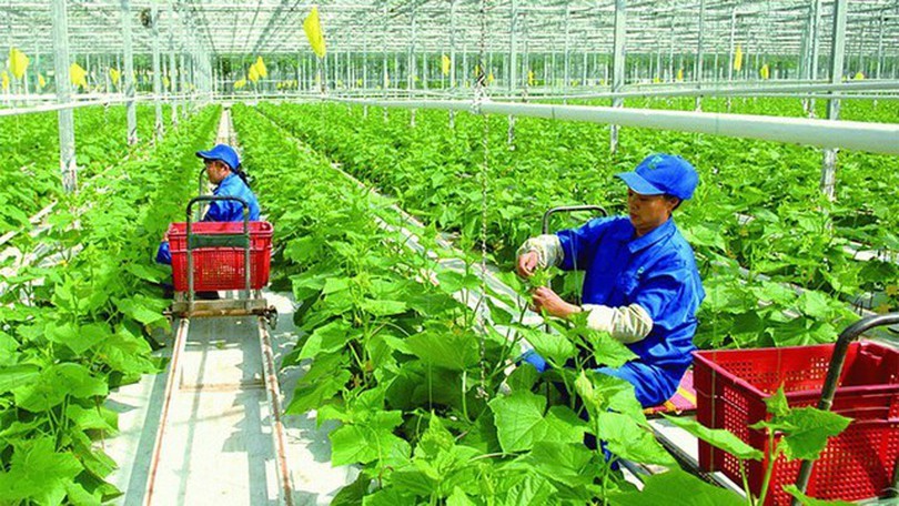 Hà Nội đề xuất cơ chế phát triển nông nghiệp công nghệ cao