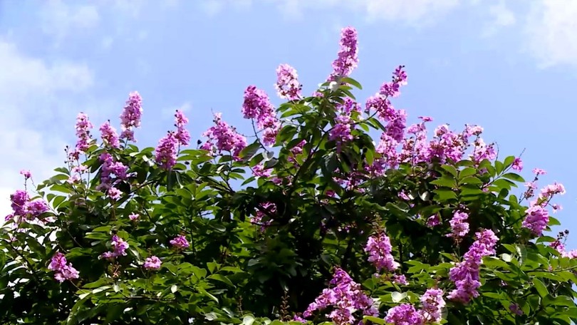 Hà Nội đẹp hơn từ những hàng cây đô thị đa sắc
