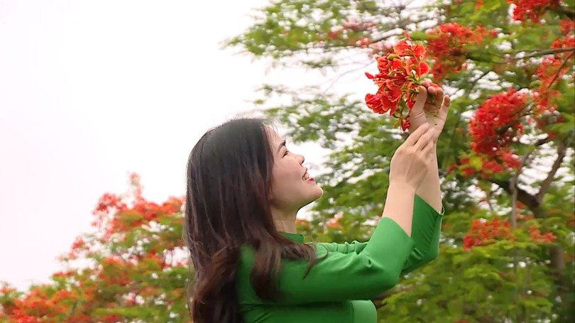 Hoa phượng vĩ gọi hè về