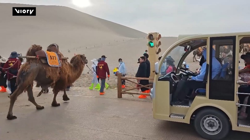 Đèn giao thông lạc đà ở sa mạc Gobi, Trung Quốc