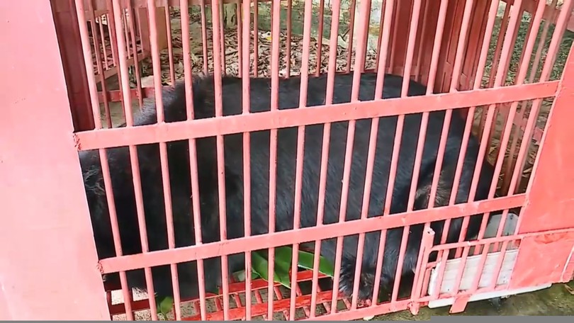 Cứu hộ thành công 3 cá thể gấu ngựa nuôi nhốt lâu năm