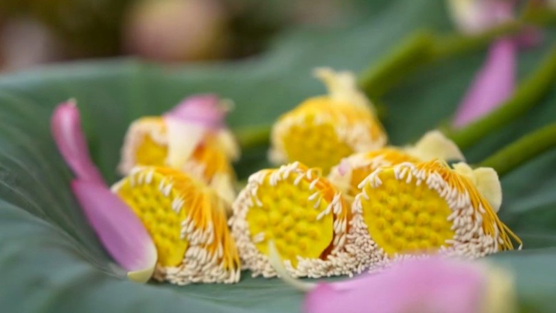 Chắt chiu hương sen mùa hạ