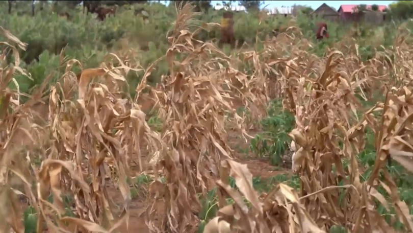 El Nino đe dọa nghiêm trọng an ninh lương thực tại châu Á