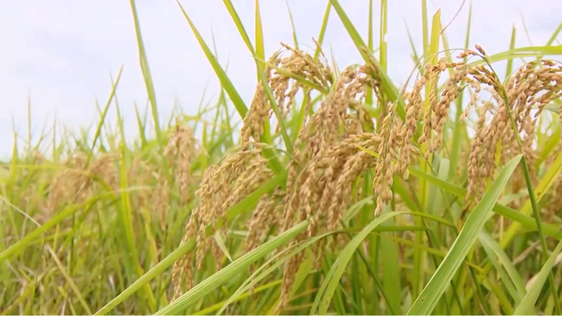 Phát triển sản xuất lúa theo chuỗi giá trị | Nông nghiệp và Môi trường | 05/07/2026