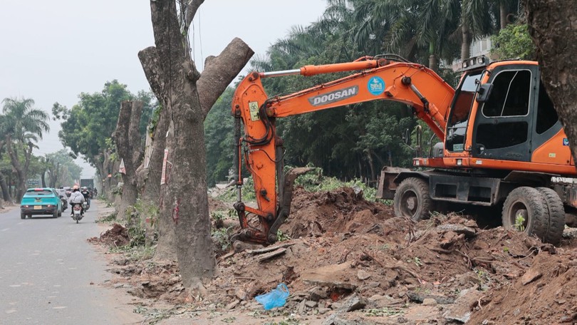 Di dời hàng cây xà cừ phục vụ mở rộng đường 70
