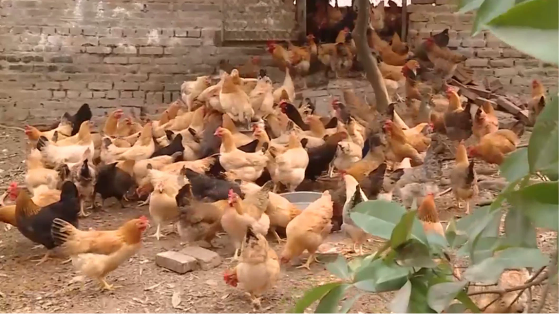 Chăn nuôi ít phát thải | Sản xuất xanh - Năng lượng sạch | 25/07/2026