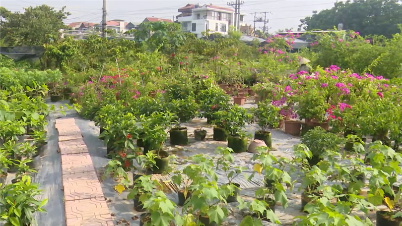 Đa lợi ích từ phát triển sinh vật cảnh | Nông nghiệp nông thôn | 31/07/2026