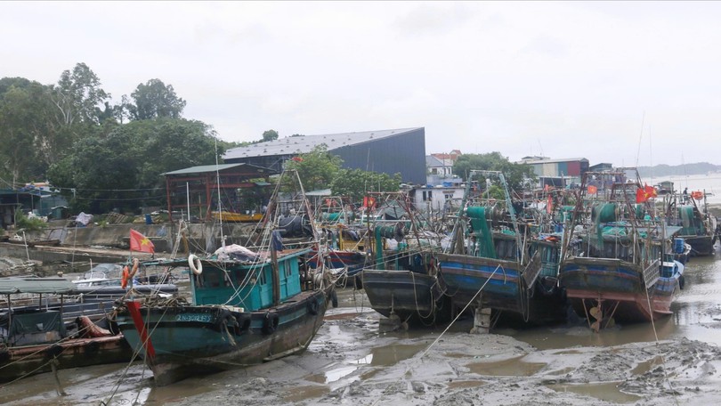 Bão số 1 làm gãy cây, trôi bè nuôi hải sản tại Quảng Ninh