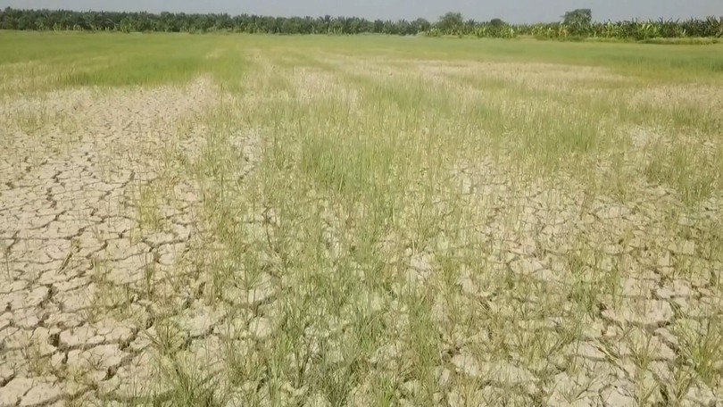 Siêu El Nino đe dọa an ninh lương thực Thái Lan