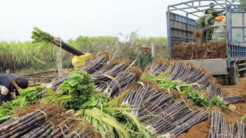 Tập đoàn TH thâu tóm đường mía Cao Bằng