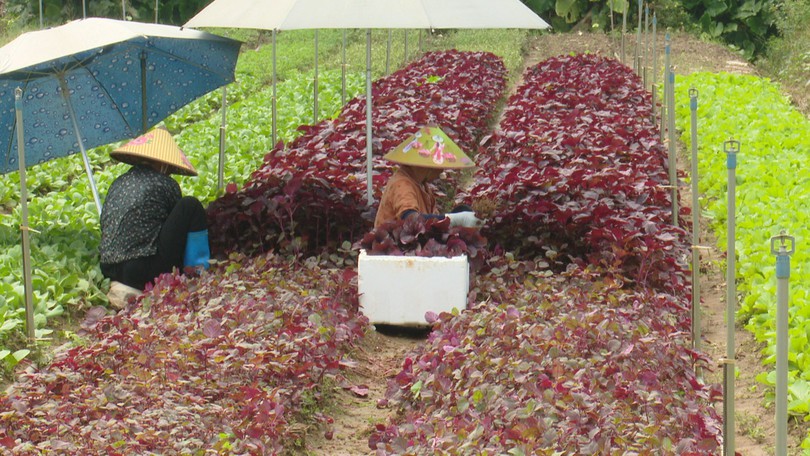 Hà Nội kiểm soát an toàn thực phẩm trong sản xuất rau