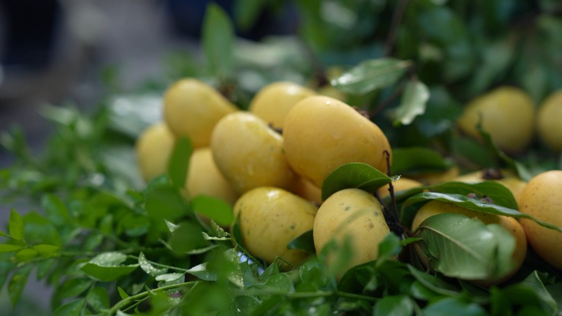 Hương thị chín