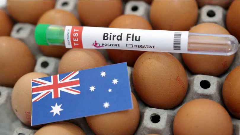 Australia xác nhận ca nhiễm H5N1 ở động vật có vú