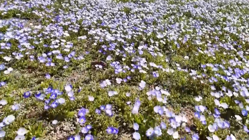 Bắt đầu mùa hoa nở trên sa mạc Atacama (Chile)