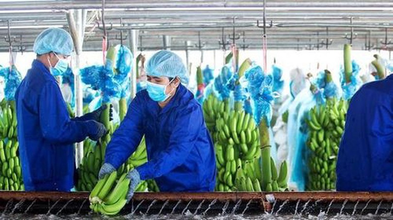 HAGL Agrico tăng lỗ 152 tỷ đồng sau soát xét báo cáo