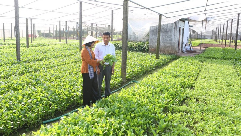 Kinh tế tập thể - hành trình thích ứng với giai đoạn mới | Nông nghiệp nông thôn | 03/09/2026