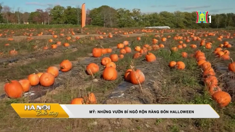 Mỹ: Những vườn bí ngô rộn ràng đón Halloween