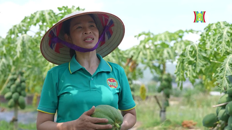 Đu đủ Nam Sơn – Giá trị từ vùng quê mới | Mỗi xã một sản phẩm | 12/10/2026