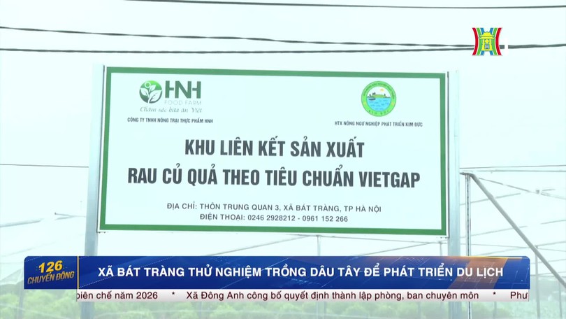 Bát Tràng thử nghiệm trồng dâu tây để phát triển du lịch trải nghiệm