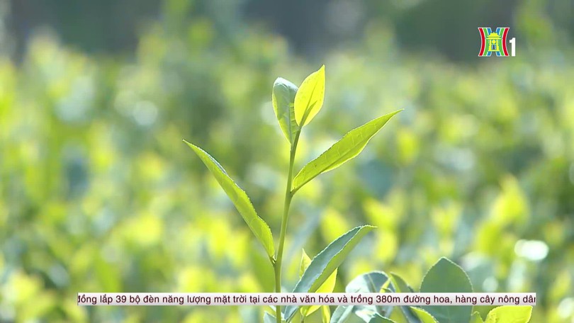 Xã Trung Giã phát triển kinh tế từ cây chè Bắc Sơn