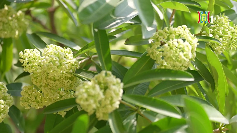 Dịu dàng hương hoa sữa mùa thu Hà Nội