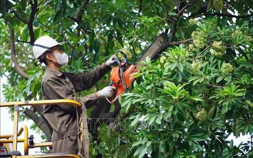 Hà Nội bắt đầu cắt tỉa hoa sữa trên 13 tuyến phố
